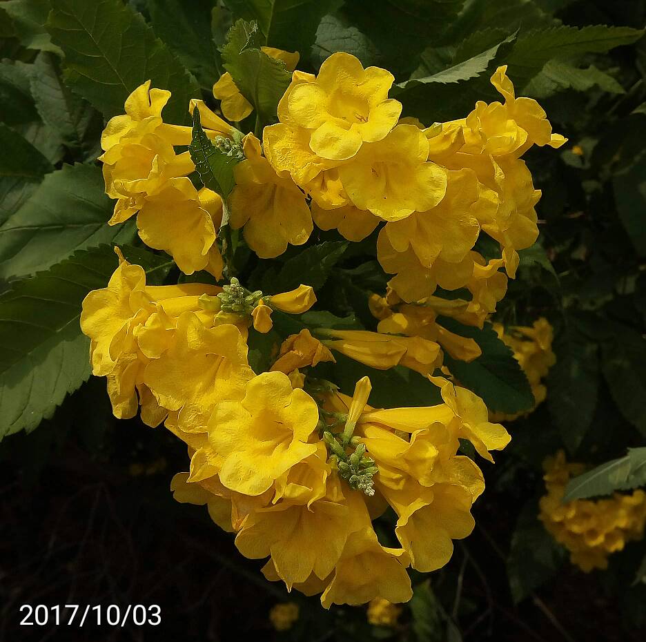 金喇叭木、黃鐘花的葉、leaves of Tecoma castanifolia、 yellow trumpetbush, yellow bells, yellow elder, ginger-thomas